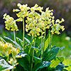 Primula veris - Cowslip
