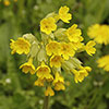 Primula veris - Cowslip