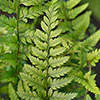 Korean Rock Fern Korean Rock Fern