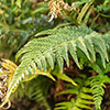 Korean Rock Fern Korean Rock Fern