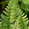 Korean Rock Fern Korean Rock Fern