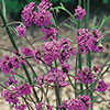 Verbena bonariensis Verbena bonariensis
