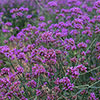 Verbena bonariensis Verbena bonariensis