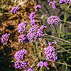 Verbena bonariensis Verbena bonariensis