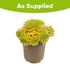 Sempervivum Lemon Flare