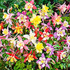 Aquilegia McKana Hybrids