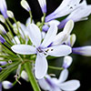 Agapanthus Fireworks 3 x 9cm Pot Agapanthus Fireworks 3 x 9cm Pot