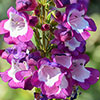 Penstemon Pensham Czar