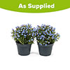 Lithodora Heavenly Blue