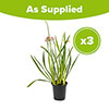 Allium Lavender Bubbles Allium Lavender Bubbles