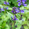 Nepeta (Catmint) Neptune