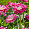 Hardy Gerbera Garvinea Bright Collection
