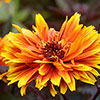 Heliopsis Funky Spinner Heliopsis Funky Spinner