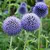 Globe Thistle Taplow Blue Globe Thistle Taplow Blue