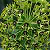 Euphorbia Black Pearl Euphorbia Black Pearl