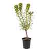 Euphorbia Black Pearl Euphorbia Black Pearl