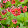Geum Flames of Passion Geum Flames of Passion