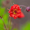 Geum Flames of Passion Geum Flames of Passion