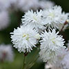 Lychnis Petit Henri
