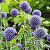 Globe Thistle Taplow Blue Globe Thistle Taplow Blue