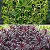 Evergreen Euphorbia Collection