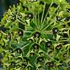 Evergreen Euphorbia Collection