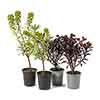 Evergreen Euphorbia Collection
