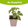 Hellebore Double Ellen Black Hellebore Double Ellen Black