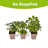 Hellebore Double Ellen Pink