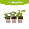 Hellebore Double Ellen Black Hellebore Double Ellen Black