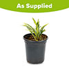 Hosta Silly String Hosta Silly String