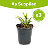 Hosta Silly String