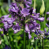 Agapanthus Poppin Purple Agapanthus Poppin Purple