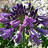 Agapanthus Poppin Purple Agapanthus Poppin Purple