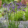 Agapanthus Poppin Purple Agapanthus Poppin Purple