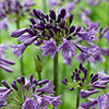 Agapanthus Poppin Purple Agapanthus Poppin Purple