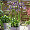 Agapanthus Poppin Purple Agapanthus Poppin Purple