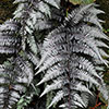 Athyrium niponicum Pewter Lace Athyrium niponicum Pewter Lace