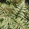 Athyrium niponicum Pewter Lace Athyrium niponicum Pewter Lace