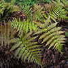Prolific Copper Shield Fern