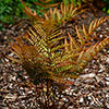 Prolific Copper Shield Fern