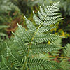Prolific Copper Shield Fern