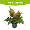 Prolific Copper Shield Fern