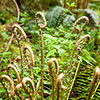 Polystichum munitum Polystichum munitum