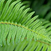Polystichum munitum Polystichum munitum