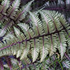 Colourful Hardy Fern Collection Colourful Hardy Fern Collection