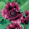 Perfect Poppy Papaver Collection