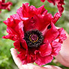 Perfect Poppy Papaver Collection
