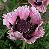 Perfect Poppy Papaver Collection