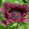Perfect Poppy Papaver Collection